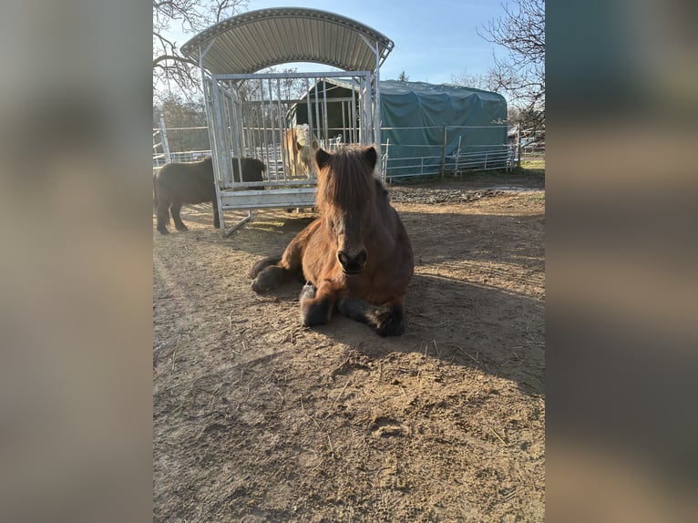Place d’écurie disponible pour un hongre de taille poney, adapté aux personnes allergiques