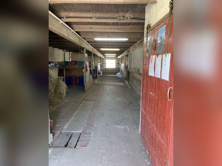 Place d'écurie libre pour 2 poneys
