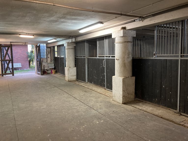 Place disponible dans un groupe de hongres