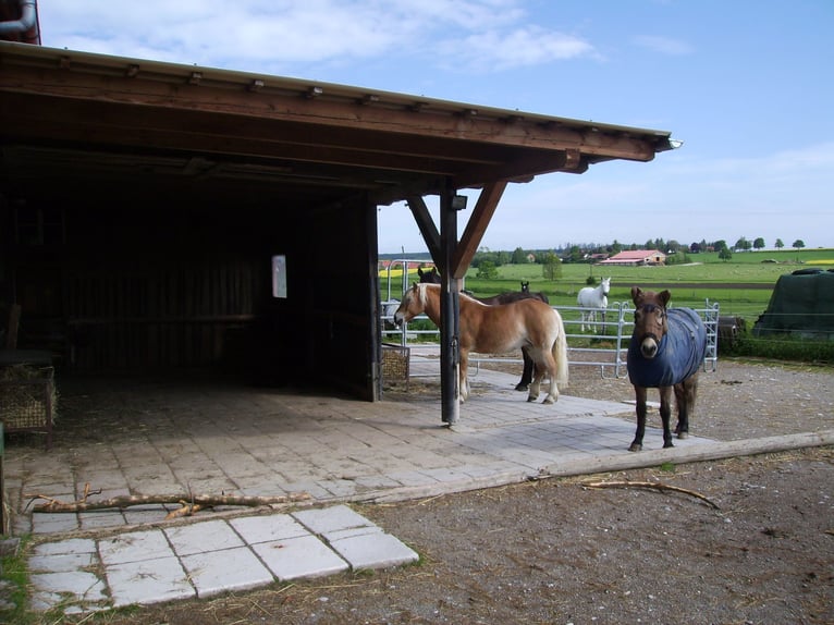 Place disponible dans un paddock extérieur avec un grand pâturage accessible 24h/24 et 7j/7 à 82272 