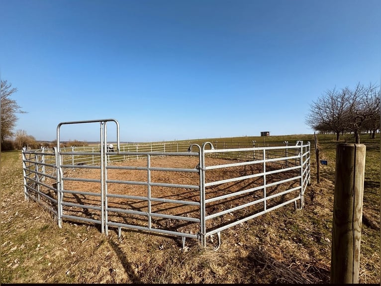 Place disponible en box ou en paddock ouvert