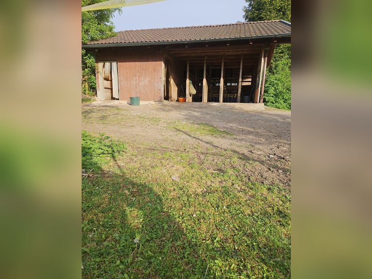 Place disponible pour un hongre dans un paddock ouvert de 2 chevaux – adapté aux chevaux asthmatique
