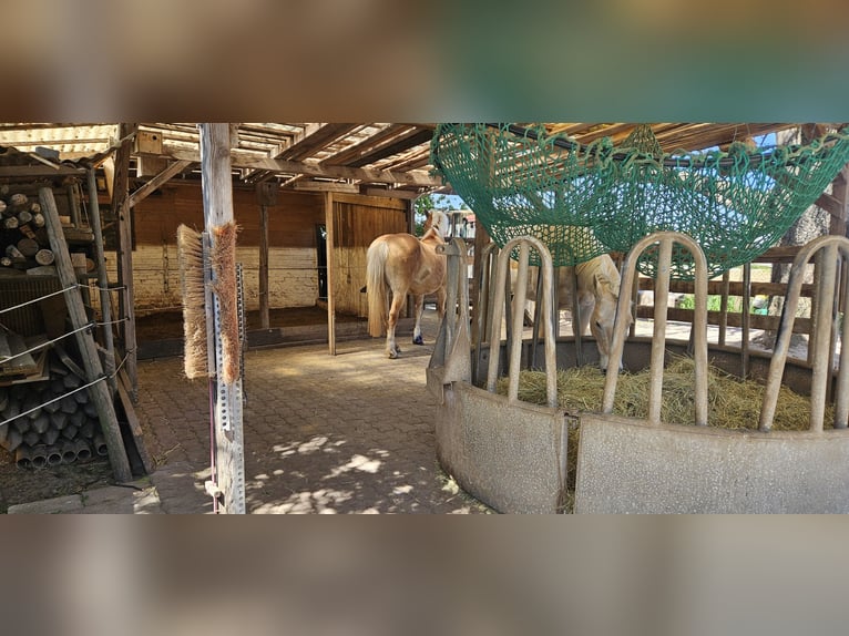 Place disponible pour un poney en paddock à l’Offenstall dans le domaine de Handschuhsheimer Feld