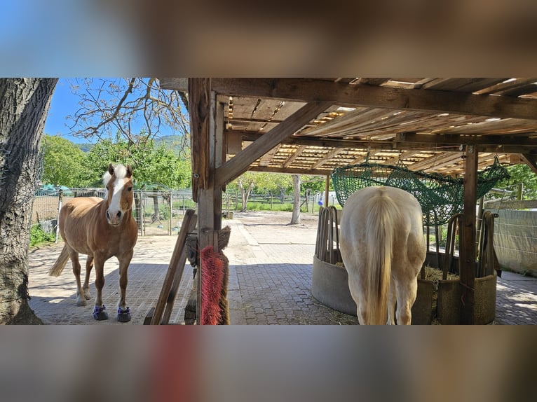 Place disponible pour un poney en paddock à l’Offenstall dans le domaine de Handschuhsheimer Feld