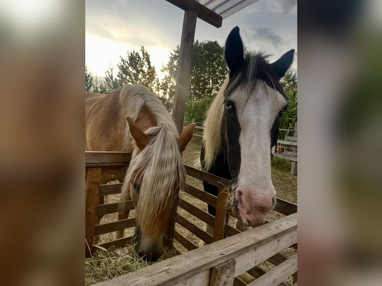 ‼️Place en boxe à l'écurie privée‼️ Espace en paddock pour un hongre