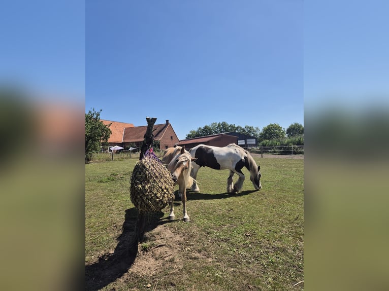 ‼️Place en boxe à l'écurie privée‼️ Espace en paddock pour un hongre
