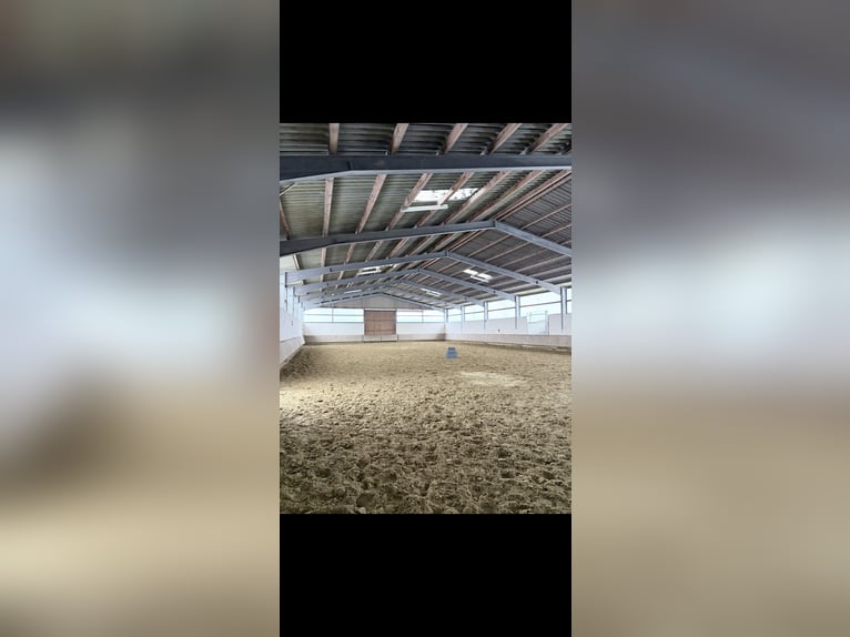 ‼️Place en boxe à l'écurie privée‼️ Espace en paddock pour un hongre