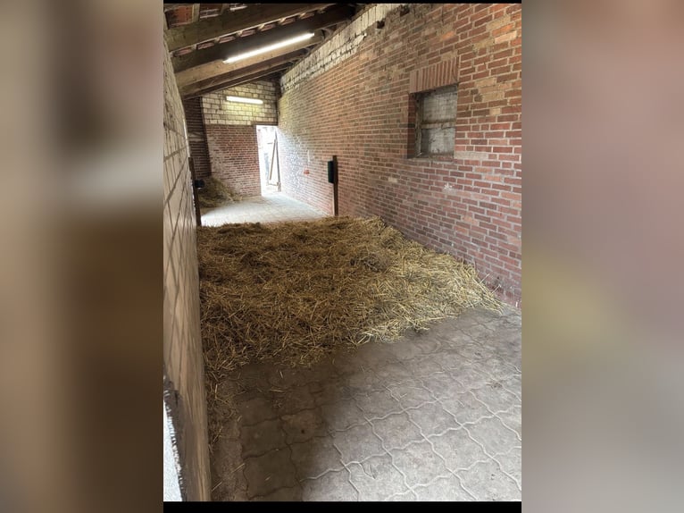 ‼️Place en boxe à l'écurie privée‼️ Espace en paddock pour un hongre