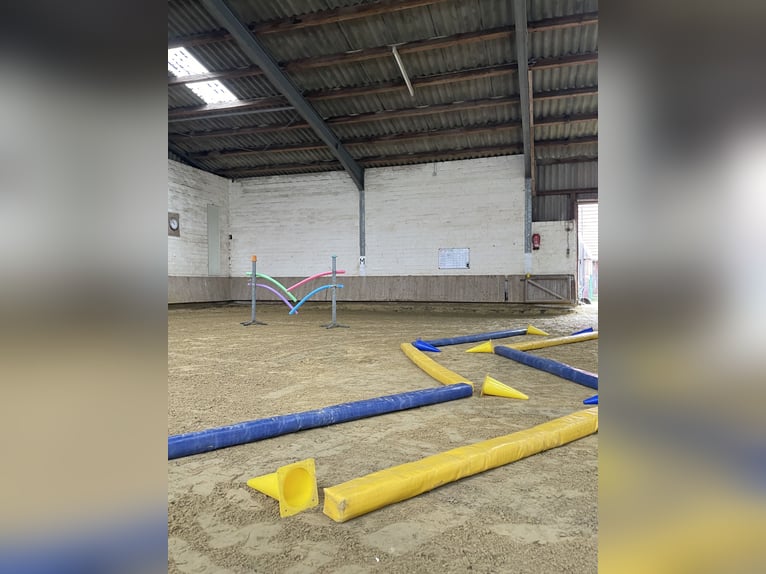 ‼️Place en boxe à l'écurie privée‼️ Espace en paddock pour un hongre