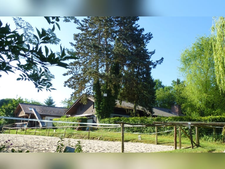Place en boxe avec accès au paddock et son propre box pour la nuit