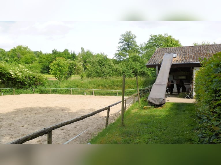 Place en boxe avec accès au paddock et son propre box pour la nuit