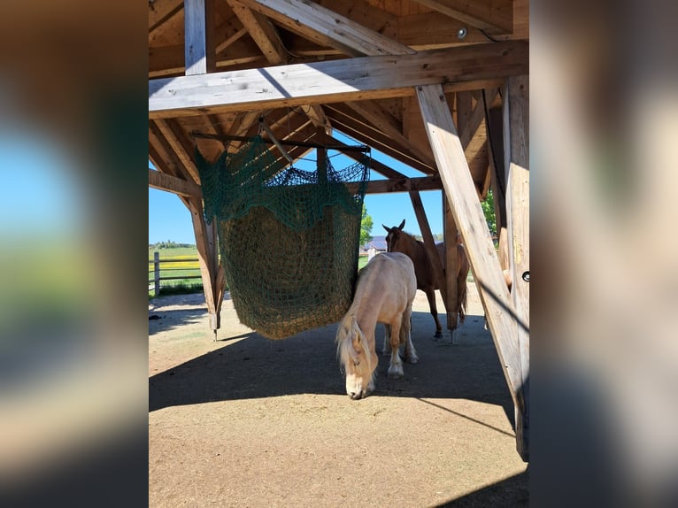 Place en boxe disponible, adapté pour les cerfs.