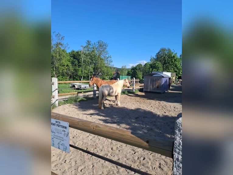 Place en boxe disponible, adapté pour les cerfs.
