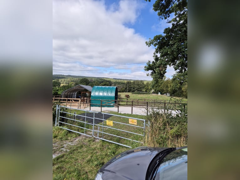 Place en boxe ouvert pour cerfs ou poneys souffrant de troubles métaboliques