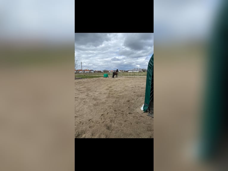 Place en écurie ouverte pour jument islandaise / poney jusqu’à env. 1,35 m
