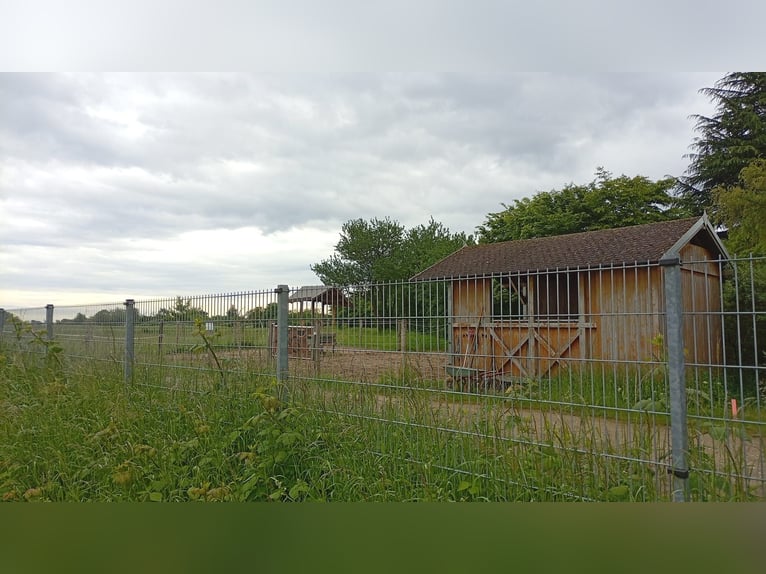 Place en paddock avec box supplémentaire