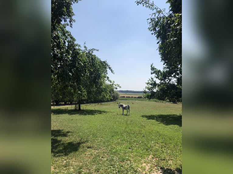 Place en paddock disponible