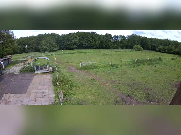 Place en paddock disponible pour un cheval retraité