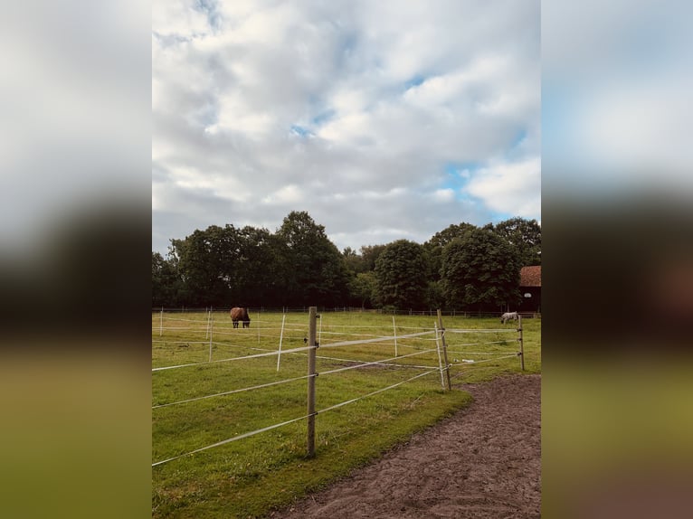 Place en paddock en écurie privée