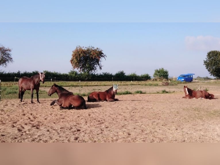 place en paddock libre