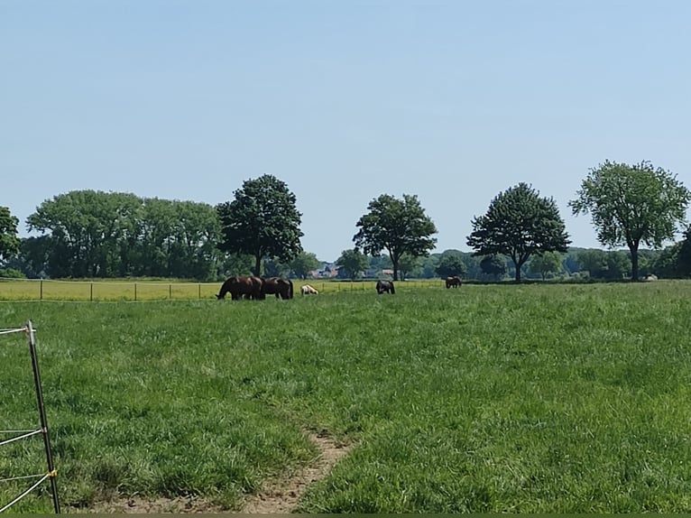 place en paddock libre