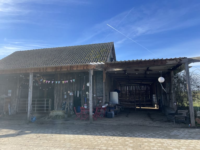 Place en paddock libre