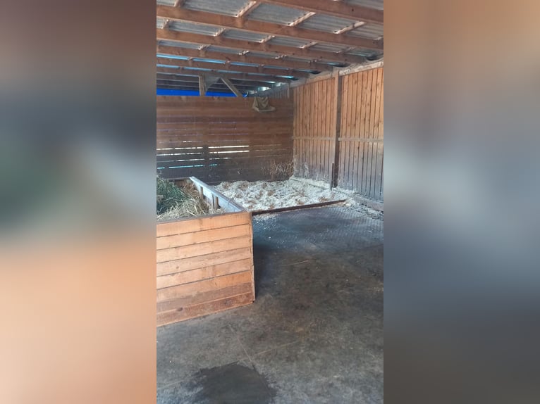 Place en paddock libre dans une pension privée