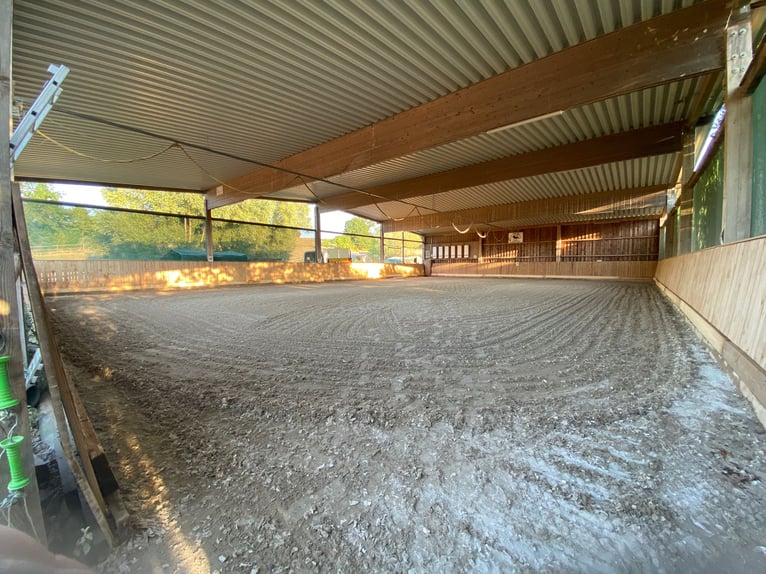 Place en paddock ou box avec paddock, disponible avec pension complète.