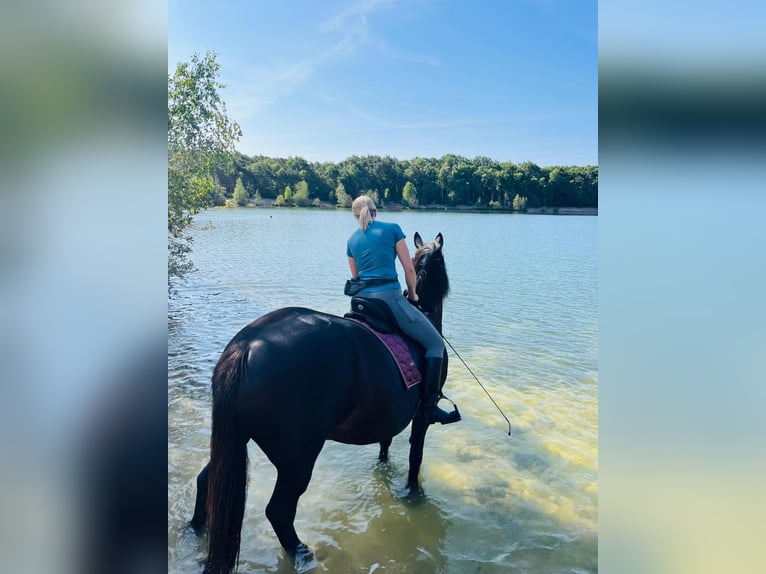 Place en paddock ouvert pour 1 à 2 juments