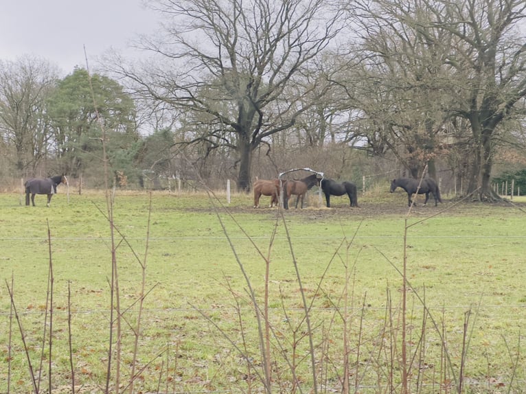 Place en paddock ouvert pour 1 à 2 juments