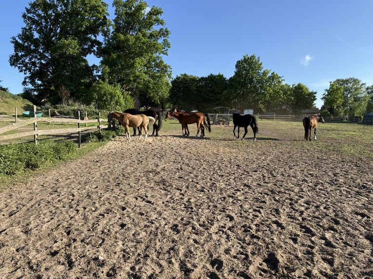 Place en paddock ouvert pour 1 à 2 juments