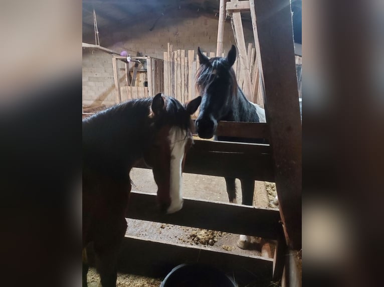 Place en paddock ouvert pour locataires, chevaux allergiques et chevaux sensibles aux voies respirat