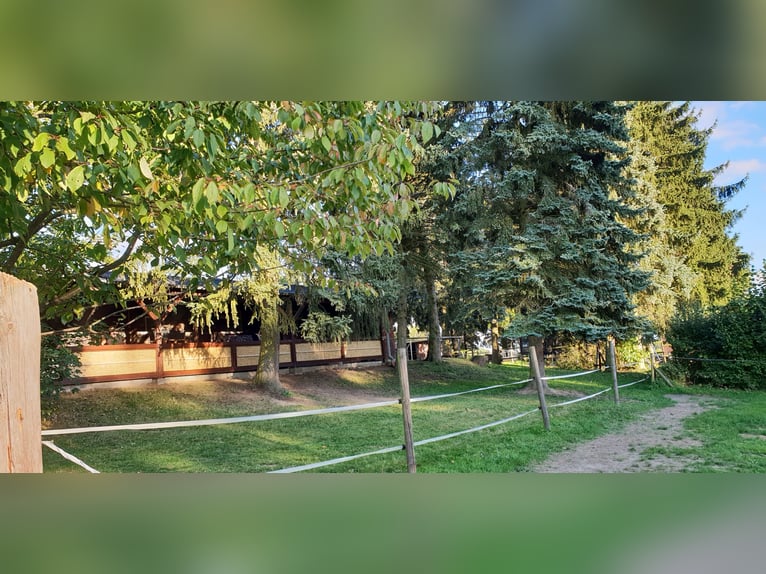Place en paddock pour un hongre sociable à Kelkheim Ruppertshain 65779