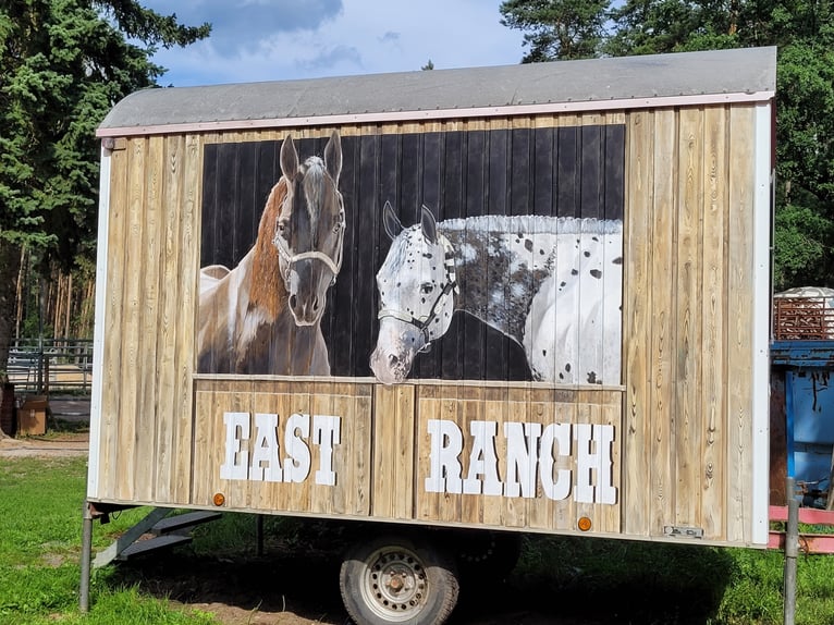 Place en pension en box paddock ou en box extérieur disponible