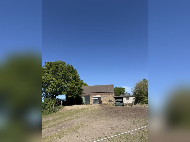 place en pension en boxe à l’écurie
