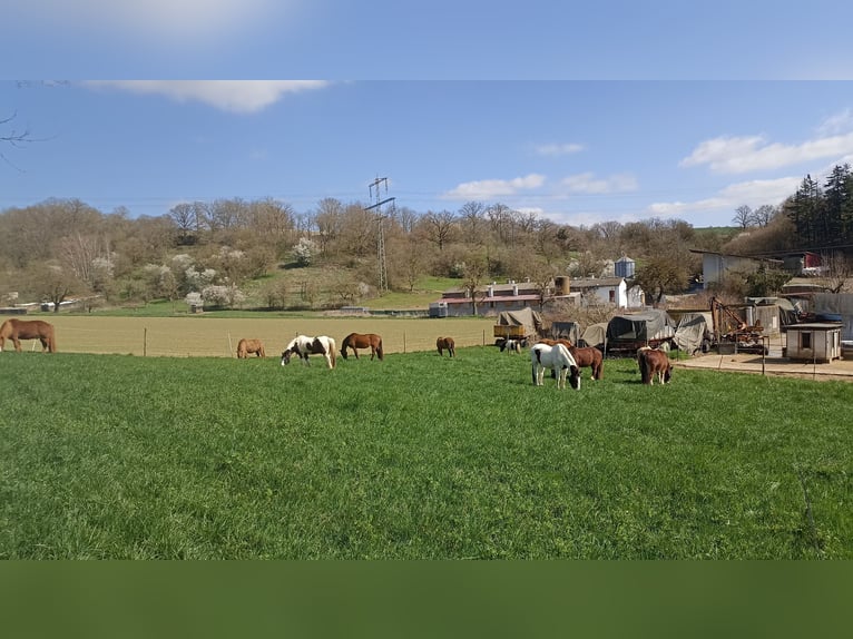 Place en pension en paddock disponible