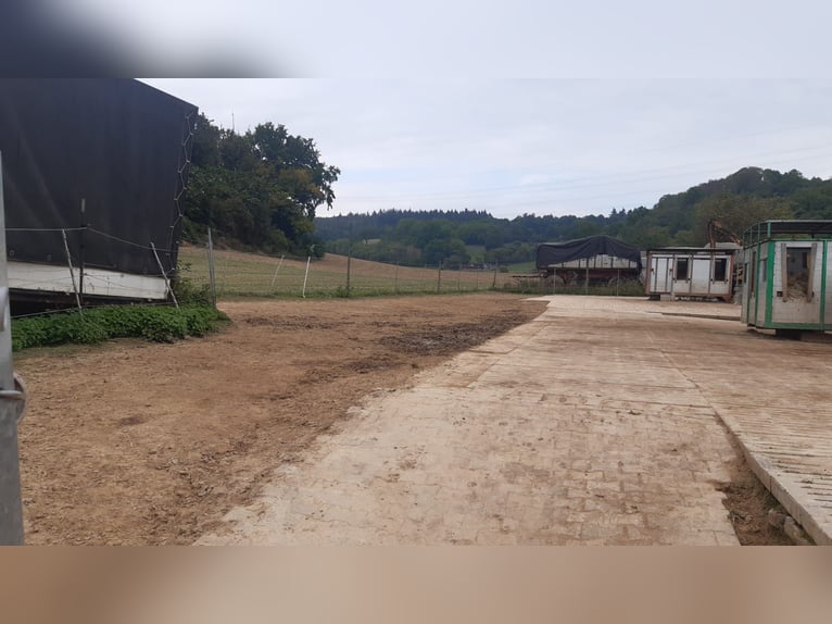 Place en pension en paddock disponible