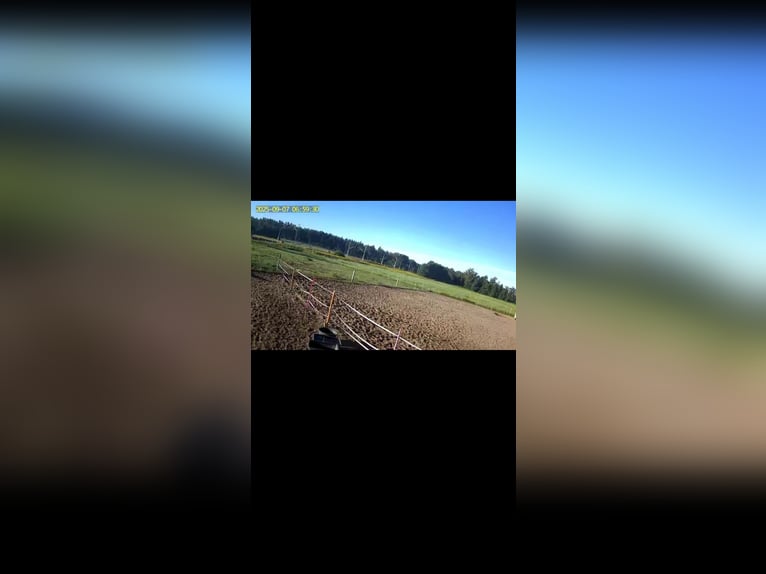 Place privé en paddock fermé pour une jument aimante