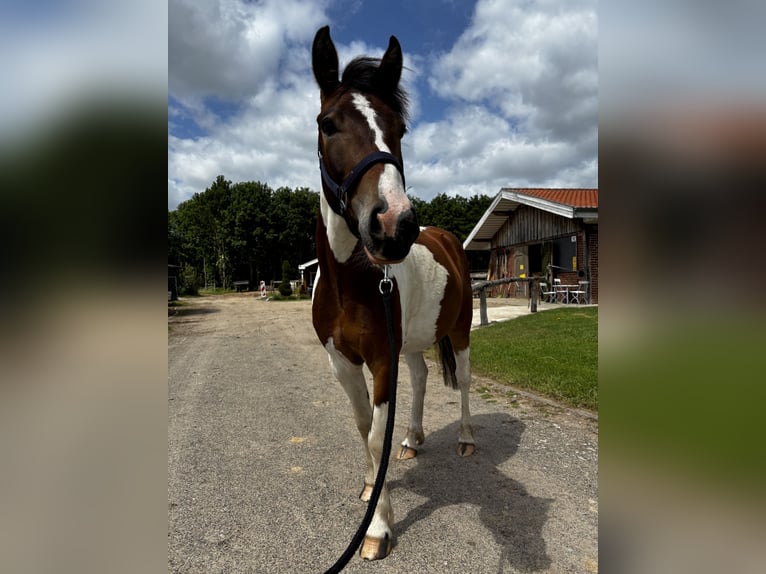 🌿 Places disponibles en paddock – Paradis pour chevaux dans un environnement de rêve 🌿
