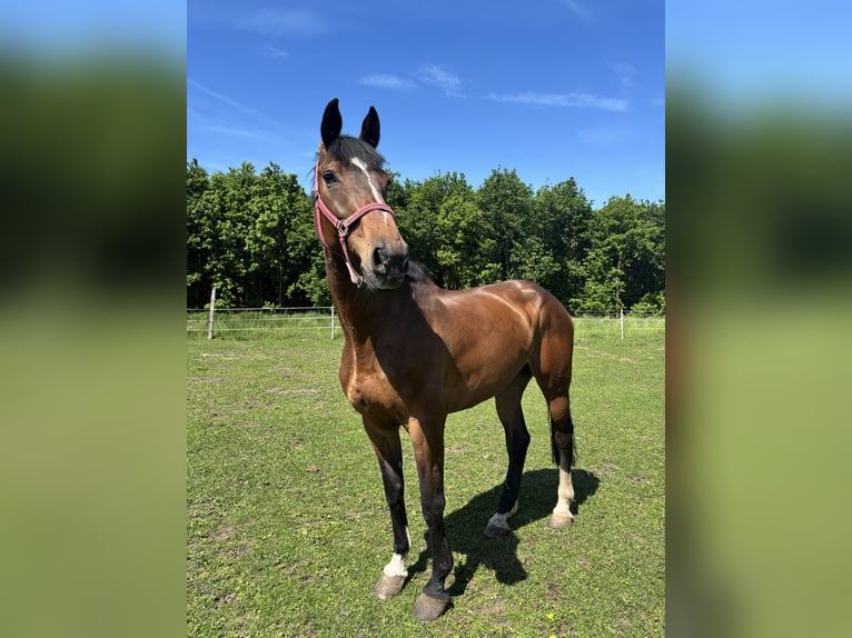 🌿 Places disponibles en paddock – Paradis pour chevaux dans un environnement de rêve 🌿