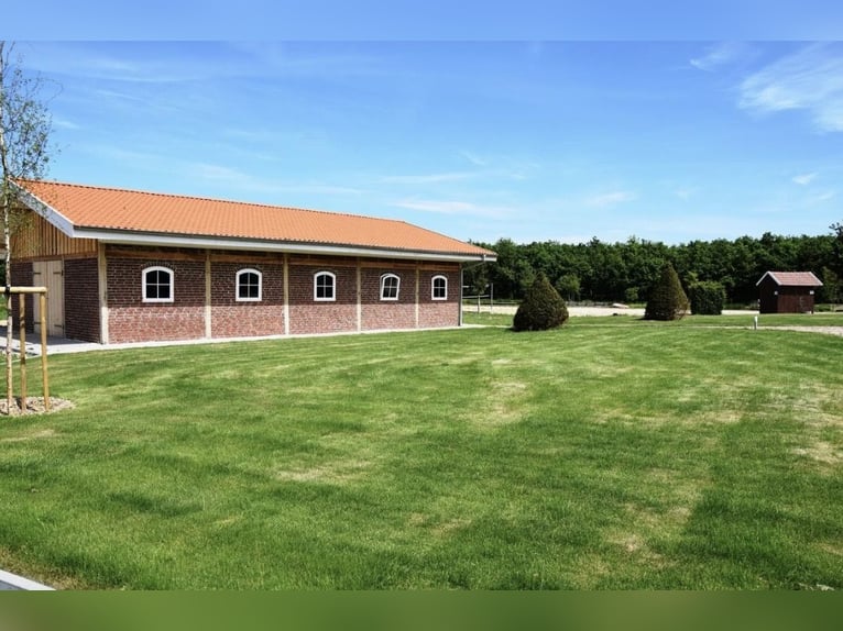 🌿 Places disponibles en paddock – Paradis pour chevaux dans un environnement de rêve 🌿