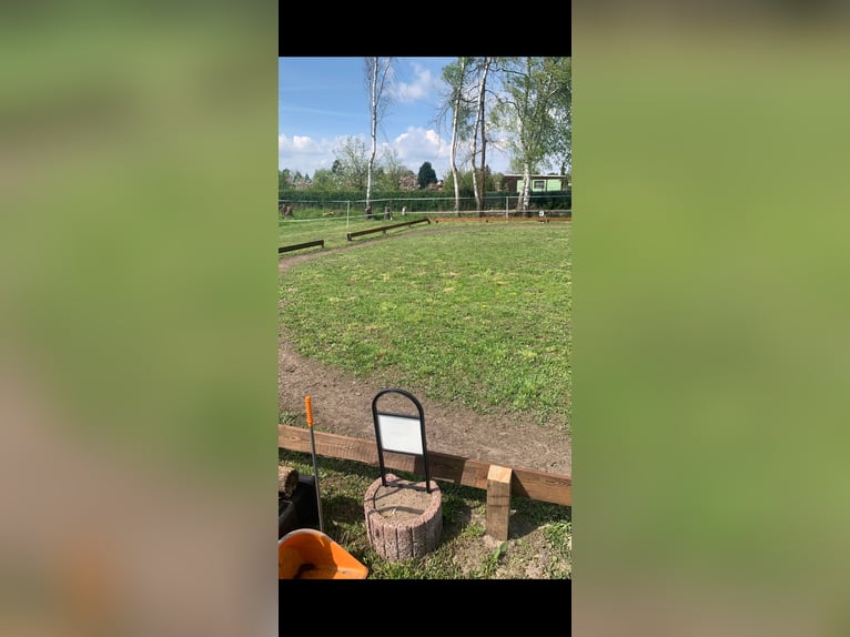 Places en paddock pour juments à Bernau