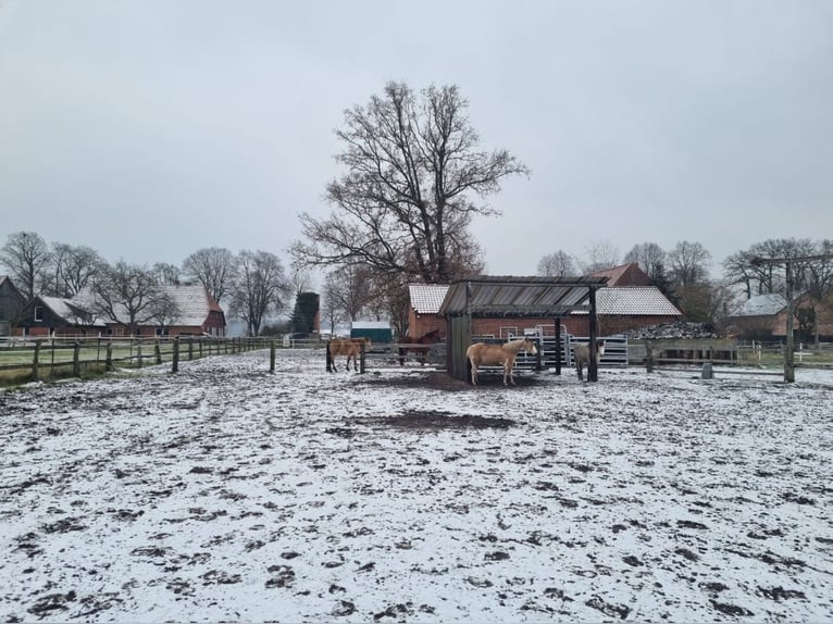 Platz im Offenstall frei 