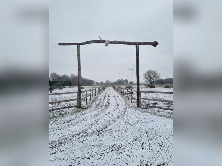 Platz im Offenstall frei 