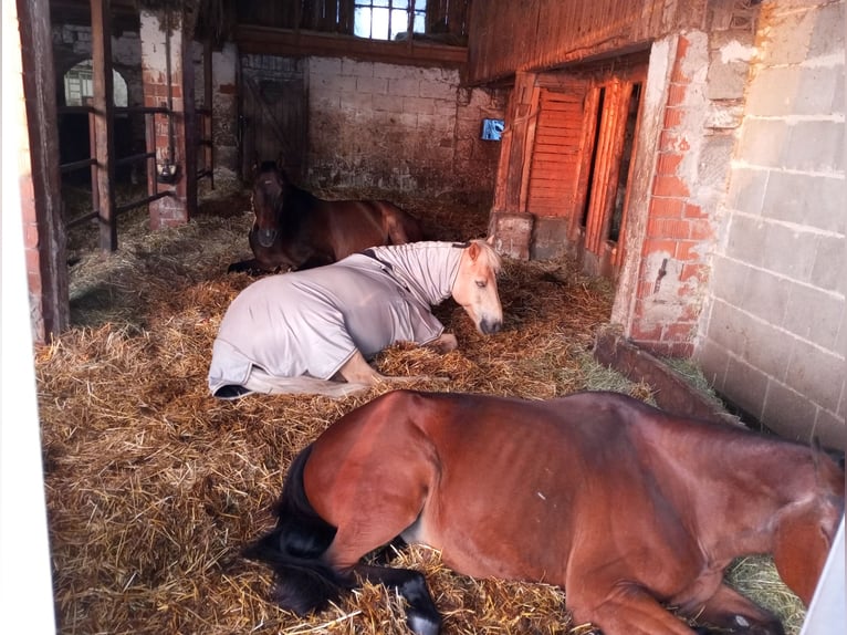 Platz im Offenstall mit großen Weideflächen und Reithalle 