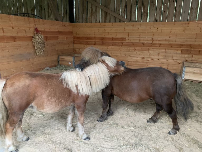 Platz in Offenstall frei