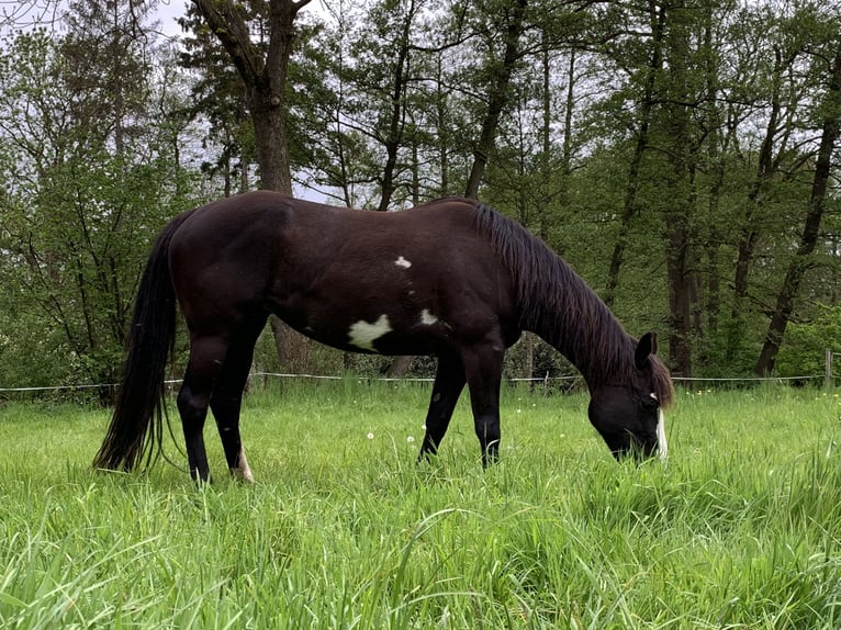 Platz in Offenstall frei