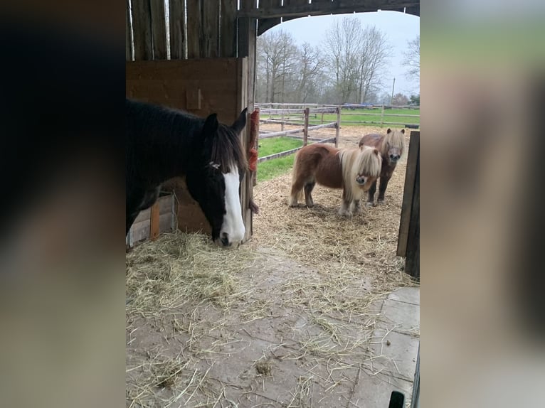 Platz in Offenstall frei