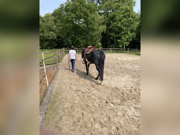 Platz in Offenstall frei