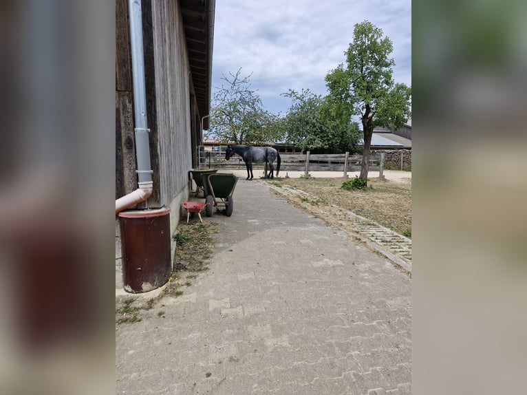 Schöner Offenstall in 73569 Obergröningen 